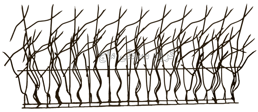  حفاظ شاخ گوزنی پرتراکم  ارتفاع 70 سانت رنگ قهوه ای سوخته کوره ای 