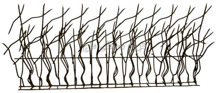 حفاظ شاخ گوزنی پرتراکم  ارتفاع 70 سانت رنگ قهوه ای سوخته کوره ای